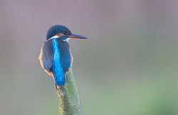 Kingfisher photographed at Rue des Bergers [BER] on 2/1/2014. Photo: &copy; Chris Bale