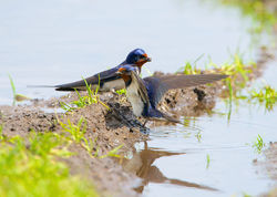 Swallow photographed at Pleinmont [PLE] on 22/5/2014. Photo: &copy; Royston Carré