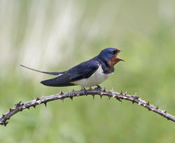 Swallow photographed at Pleinmont [PLE] on 22/5/2014. Photo: &copy; Mike Cunningham