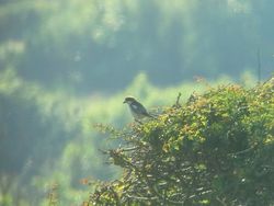 Woodchat Shrike photographed at Route de Pleinmont, TOR on 24/6/2014. Photo: &copy; Mark Guppy