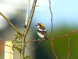 Woodchat Shrike photographed at Route de Pleinmont, TOR on 24/6/2014. Photo: &copy; Royston Carré