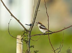 Woodchat Shrike photographed at Route de Pleinmont, TOR on 24/6/2014. Photo: &copy; Royston Carré