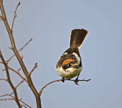 Woodchat Shrike photographed at Torteval [TOR] on 26/6/2014. Photo: &copy; Mike Cunningham