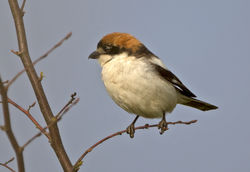 Woodchat Shrike photographed at Torteval [TOR] on 26/6/2014. Photo: &copy; Mike Cunningham