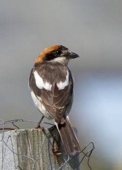Woodchat Shrike photographed at Pleinmont [PLE] on 29/6/2014. Photo: &copy; Jacque Sparrow
