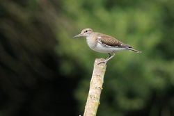 Common Sandpiper photographed at Rue des Bergers [BER] on 30/6/2014. Photo: &copy; Jason Friend