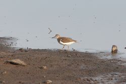 Common Sandpiper photographed at Claire Mare [CLA] on 7/8/2014. Photo: &copy; Jason Friend