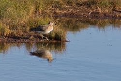 Ruff photographed at Claire Mare [CLA] on 13/8/2014. Photo: &copy; Jason Friend
