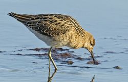 Ruff photographed at Claire Mare [CLA] on 13/8/2014. Photo: &copy; Anthony Loaring