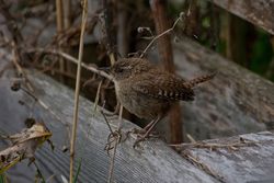 Wren photographed at Claire Mare [CLA] on 17/8/2014. Photo: &copy; Jason Friend