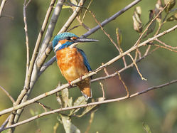 Kingfisher photographed at Rue des Bergers [BER] on 9/10/2014. Photo: &copy; Mike Cunningham