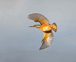 Kingfisher photographed at Claire Mare [CLA] on 14/10/2014. Photo: &copy; Mike Cunningham