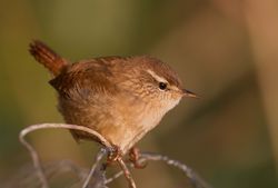 Wren. Photo: &copy; Dan Scott