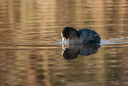 Coot photographed at Rue des Bergers [BER] on 18/2/2015. Photo: &copy; Jason Friend