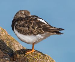 Turnstone photographed at Saline Bay on 23/3/2015. Photo: &copy; Rod Ferbrache