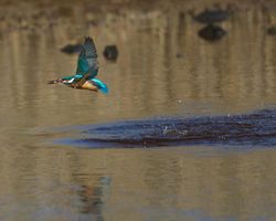 Kingfisher photographed at Claire Mare [CLA] on 7/4/2015. Photo: &copy; Dan Scott