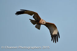 Marsh Harrier photographed at Rue des Bergers [BER] on 14/4/2015. Photo: &copy; Jason Friend