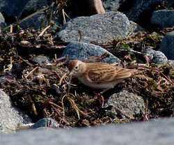 Short-toed Lark photographed at Vazon [VAZ] on 18/4/2015. Photo: &copy; Mark Lawlor