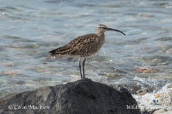 Whimbrel photographed at Chouet Refuse Tip [CH2] on 24/4/2015. Photo: &copy; Colin Mucklow
