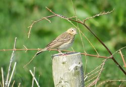 Tree Pipit photographed at Alderney [ALD] on 23/4/2015. Photo: &copy; Wayne Turner