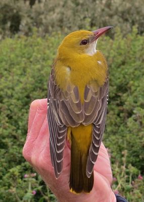 Golden Oriole photographed at Jerbourg [JER] on 10/5/2015. Photo: &copy; Wayne Turner