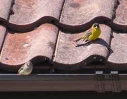 Black-headed Bunting photographed at Jerbourg [JER] on 23/5/2015. Photo: &copy; Wayne Turner