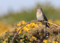 Cuckoo photographed at Pleinmont [PLE] on 24/5/2015. Photo: &copy;  Rockdweller