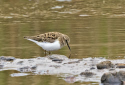 Temminck's Stint photographed at Claire Mare [CLA] on 29/5/2015. Photo: &copy; Anthony Loaring
