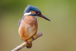 Kingfisher photographed at Rue des Bergers on 9/8/2015. Photo: &copy; Derek Bridel