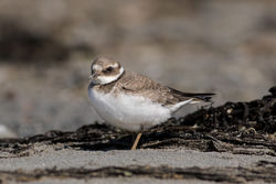 Ringed Plover photographed at Richmond [RIC] on 7/9/2015. Photo: &copy; Rod Ferbrache