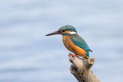 Kingfisher photographed at Claire Mare [CLA] on 14/9/2015. Photo: &copy; Rod Ferbrache