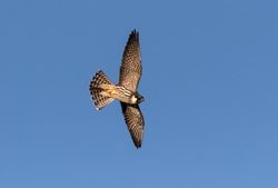 Hobby photographed at Pleinmont [PLE] on 28/9/2015. Photo: &copy; Vic Froome