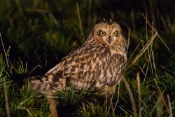 Short-eared Owl photographed at Airport [AIR] on 31/10/2015. Photo: &copy; Adrian Gidney