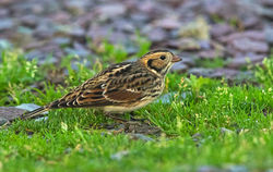 Lapland Bunting photographed at Chouet [CHO] on 7/11/2015. Photo: &copy; Anthony Loaring