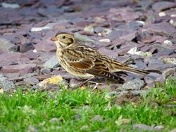 Lapland Bunting photographed at Chouet [CHO] on 8/11/2015. Photo: &copy; Mark Guppy