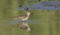 Temminck's Stint photographed at Claire Mare [CLA] on 15/7/2016. Photo: &copy; Anthony Loaring