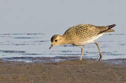 Golden Plover photographed at Claire Mare [CLA] on 30/8/2016. Photo: &copy; Anthony Loaring