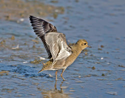 Golden Plover photographed at Claire Mare [CLA] on 31/8/2016. Photo: &copy; Mike Cunningham