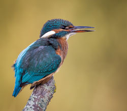 Kingfisher photographed at Rue de Bergers N.R. on 12/9/2016. Photo: &copy; Derek Bridel