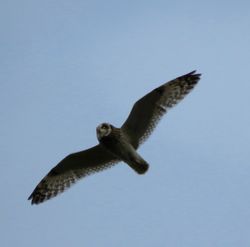 Short-eared Owl photographed at Rue des Hougues, STA [H04] on 24/10/2016. Photo: &copy; Mark Guppy