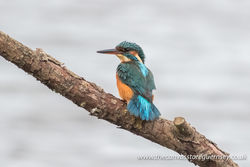 Kingfisher photographed at Claire Mare [CLA] on 1/11/2016. Photo: &copy; Rod Ferbrache
