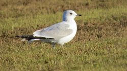 Common Gull photographed at Rue des Houges, SSV on 26/1/2017. Photo: &copy; Mark Guppy