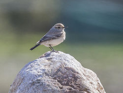 Desert Wheatear photographed at Tourgis Alderney on 22/3/2017. Photo: &copy; Bill Black