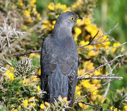 Cuckoo photographed at Fort Hommet [HOM] on 4/5/2017. Photo: &copy; Adrian Bott