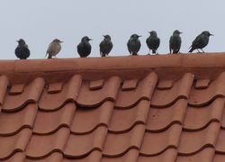 Rose-coloured Starling photographed at Pleinmont [PLE] on 27/10/2017. Photo: &copy; Mark Lawlor