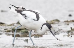 Avocet photographed at Colin Best NR [CNR] on 1/3/2018. Photo: &copy;  Rockdweller