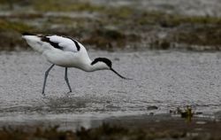 Avocet photographed at Colin Best NR [CNR] on 2/3/2018. Photo: &copy; Julie Davis