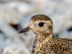 Golden Plover photographed at Shingle Bank [SHI] on 4/3/2018. Photo: &copy; Andy Marquis