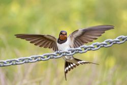 Swallow photographed at Pleinmont [PLE] on 18/6/2018. Photo: &copy; Rod Ferbrache