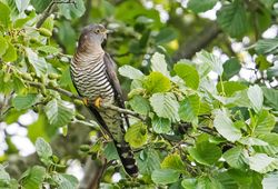 Cuckoo photographed at Rue des Bergers [BER] on 19/6/2018. Photo: &copy;  Rockdweller